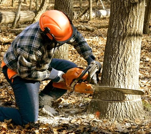 Tree Removal in Embarrass, WI